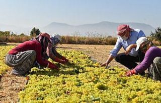 Başkan Çerçi bağda üzüm kesti, sergi yaptı