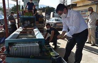 Başkan İnal, zeytin üreticilerini yalnız bırakmadı