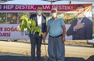 Başkan Seçer, Tarsuslu üreticilere 12 bin 500 incir...