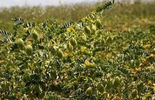 Bayburt Üniversitesi tarımsal faaliyetlerine tüm...