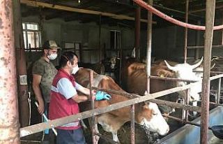 Bayburt’ta sonbahar dönemi şap aşılamasına...