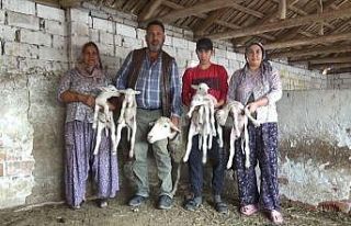 Beşiz doğuran koyun şaşırttı