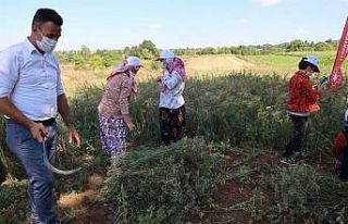 Bilecikli kadınlar rezene üretiyor