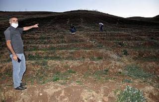 Bin 900 rakımlı 15 bin dönüm arazide meşe ağacı...