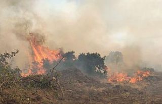 Bingöl’de 2 bölgede orman yangını