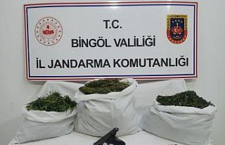 Bingöl’de 6,5 kilo esrar ile bin 688 kök kenevir...