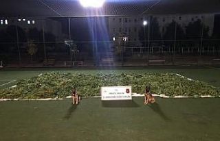 Bingöl’de 840 kilogram esrar ele geçirildi