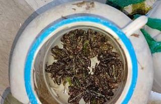 Bingöl’de kurbağa avlayan 5 şahsa 9 bin 700 TL...