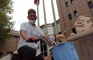 Bisikletle gezmeyi seven minik köpek