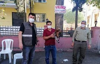 Bitkin bulunan yavru Kızıl Şahin koruma altına...