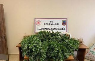 Bitlis’te 94 kilo 850 gram kubar esrar ile 237 kök...