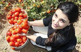 Bitlis’te domatesten 230 milyon TL gelir elde edilecek
