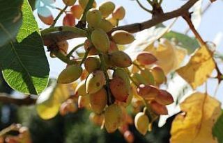 Bitlis’te Siirt fıstığının hasadı başladı