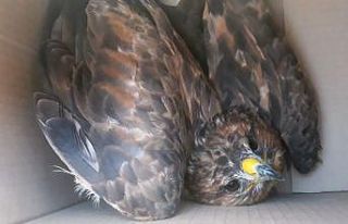 Bitlis’te yaralı bulunan kuşlar tedavi altına...