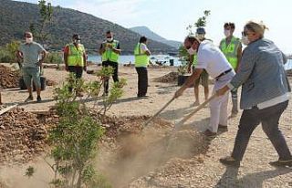 Bodrum’da sahiller ağaçlandırılıyor