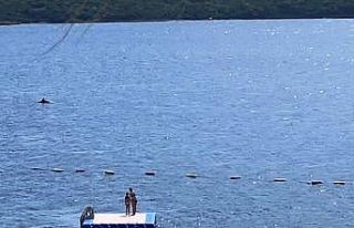 Bodrum’da yunuslardan görsel şölen