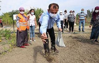 Bolu’da 200 yıllık ıspanak ata tohumları toprakla...