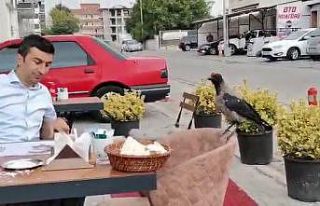 Bolu’da yemek yiyenlerin masasına giden karga ilginç...