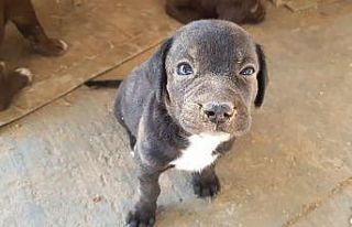 Boru içine sıkışan yavru köpek kurtarıldı