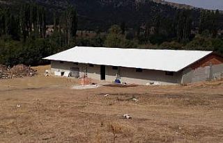 Bozüyük’te hayvan hırsızlığı