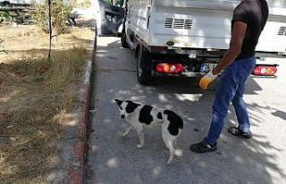 Bu da hayvanların 112’si olacak