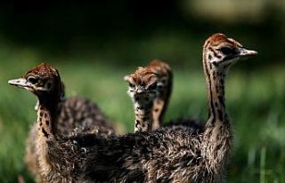 Bursa Hayvanat Bahçesi’nde devekuşu yavrusu sevinci...