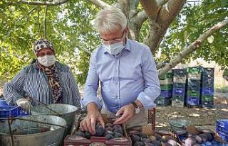 Bursa siyahında rekolte yüksek
