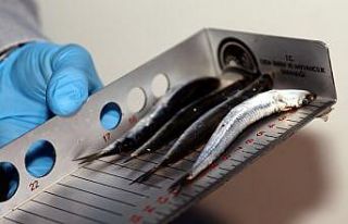 Bursa’da balık sezonu başlayınca denetimlerde...