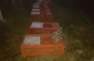 Bursa’da tabiata bin sülün salındı