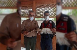 Bursa’da yaralı şahin jandarma ekipleri tarafından...