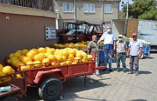 Bursalı çiftçiler kavun hasadından memnun