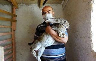 Büyüklüğü ile dikkat çekiyor, 2 bin liraya alıcı...
