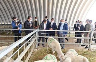 Büyükşehir Belediyesinden küçük ölçekli üreticiye...