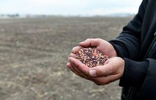 Büyükşehir çiftçilerin yanında: 25 ilçede tohum...
