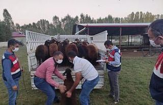 Çaldıkları hayvanları akrabalarına değerinin...