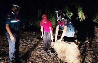 Çalınan koyun satılmak istenirken bulundu