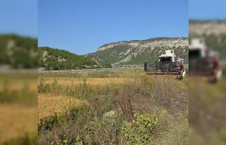 Çeltik tarlasında nöbet tutan çiftçiye domuzlar...