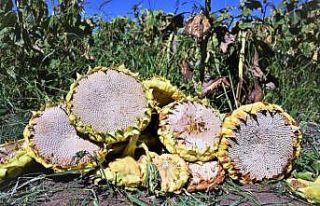 Çerezlik ayçiçeğinde 250 milyon TL’lik gelir...