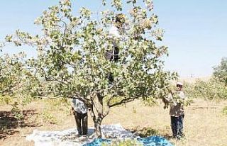 Çermikli üreticiye ’fıstık’ gibi gelir