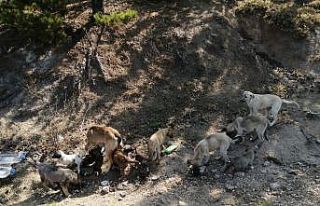 Çevre ilçe ve beldelerden toplanan sokak köpekleri...