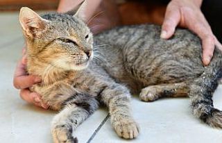 Çiğli Belediyesi ve hayvan dostlarından büyük...