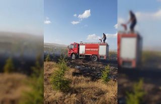 Çıkan yangında çam ağaçları zarar gördü