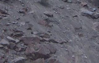 Çoruh vadisindeki yaban keçiler ilgi odağı oldu