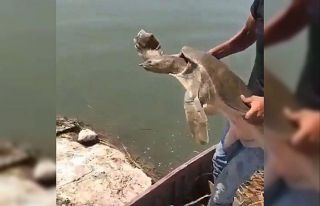 Çuvala dolanmış Nil kaplumbağası bulundu
