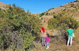 Daldan kavanoza kuşburnunun hikayesi