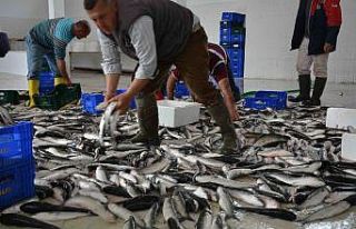 Dalyan kefali Dubai sofralarını süslüyor