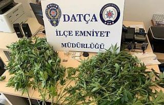 Datça’da 8 kök hint keneviri ele geçirildi
