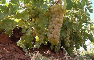 ‘Delice beyazı’ olarak biliniyor: 10 bin ton...