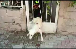 Demir parmaklıklara sıkışan köpeğin yardımına...