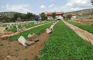Denizli tütün üretiminde zirvede